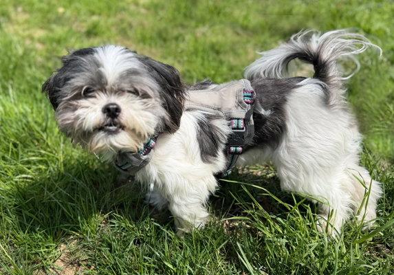 Prince, a Adoptable Shih Tzu in Arlington, VA image 2/3