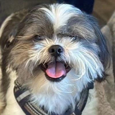 Prince, a Adoptable Shih Tzu in Arlington, VA image 3/3