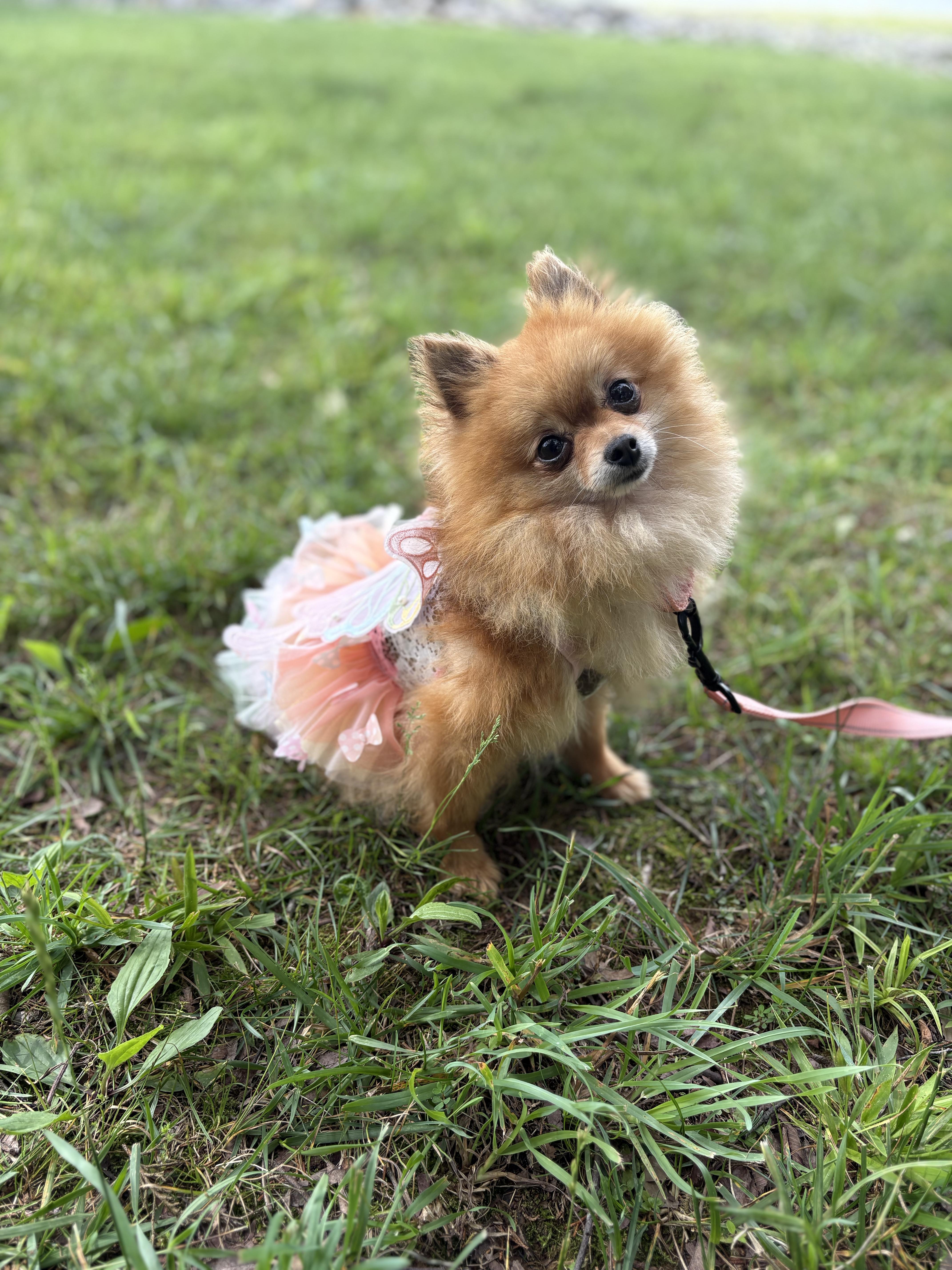 Pomela- Transport, an adopted Pomeranian in Greenwood, IN image 5/6