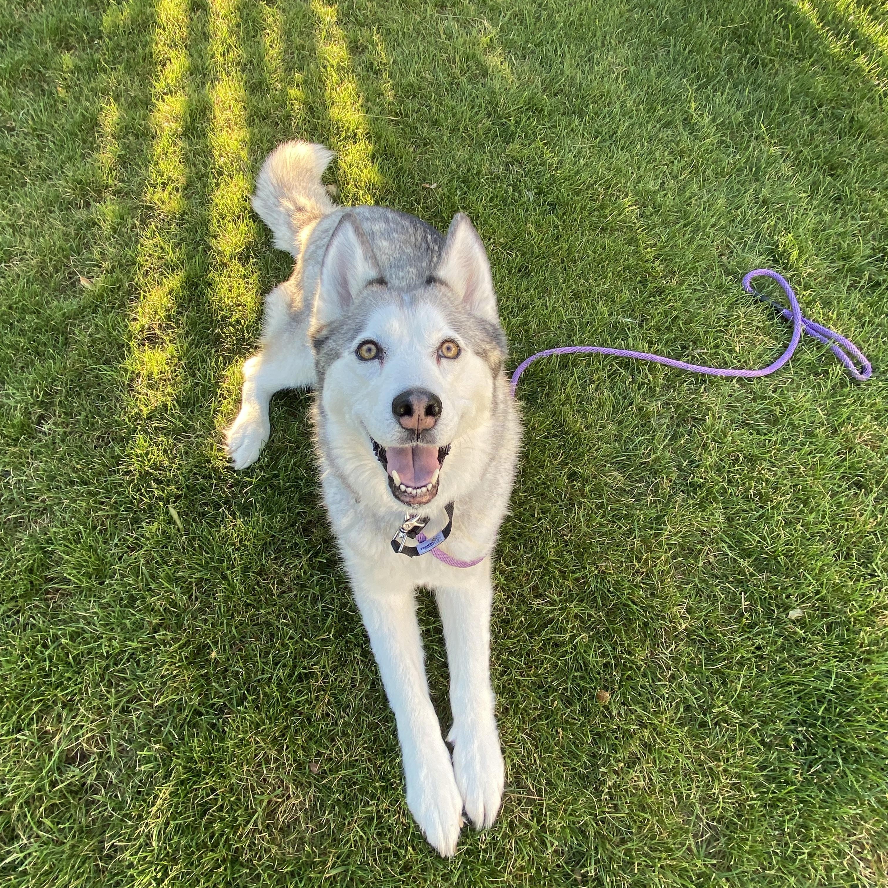 Enlarge Lulu, a ADOPTABLE Siberian Husky in Pasco, WA image 1/4