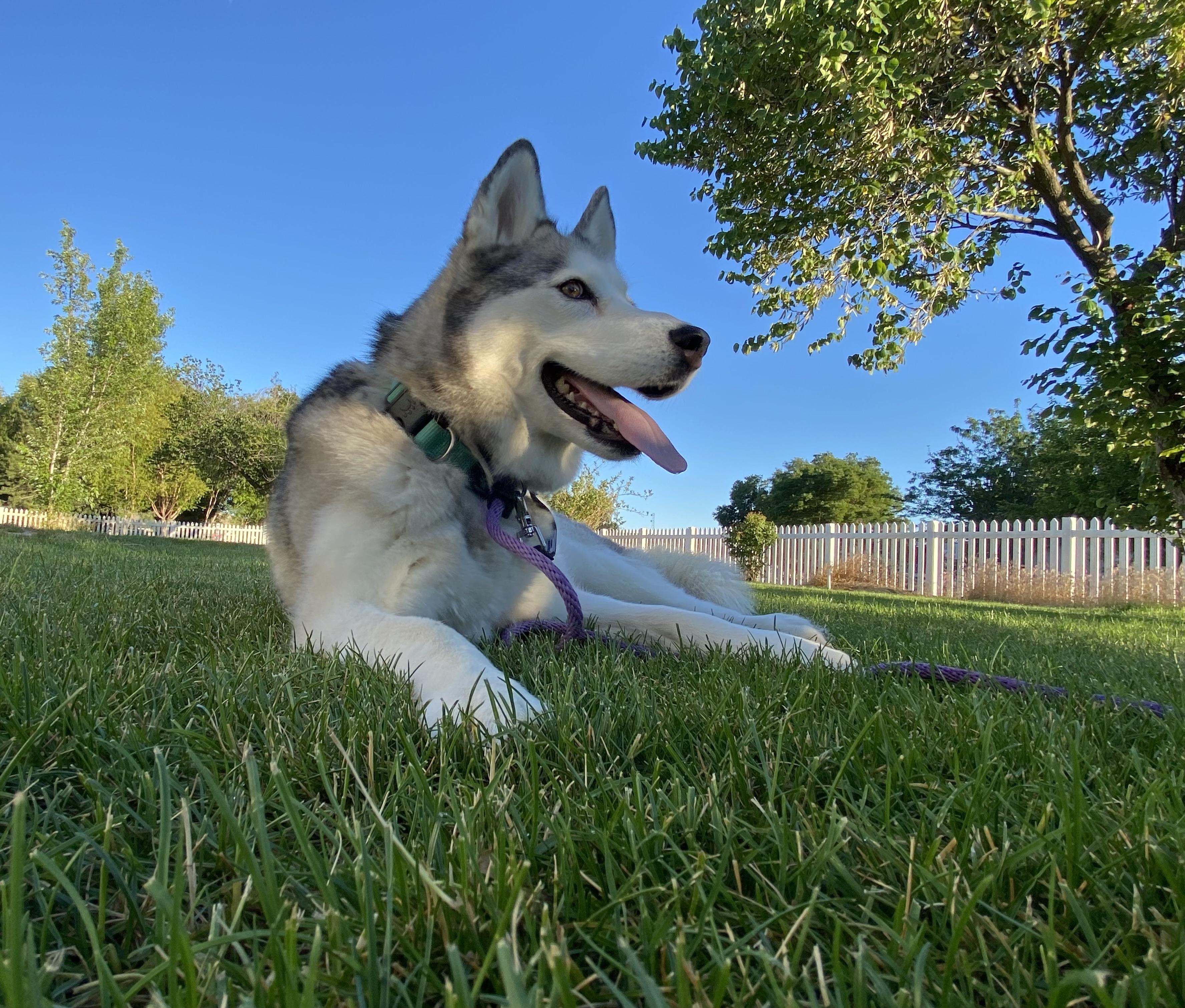 Enlarge Lulu, a ADOPTABLE Siberian Husky in Pasco, WA image 3/4