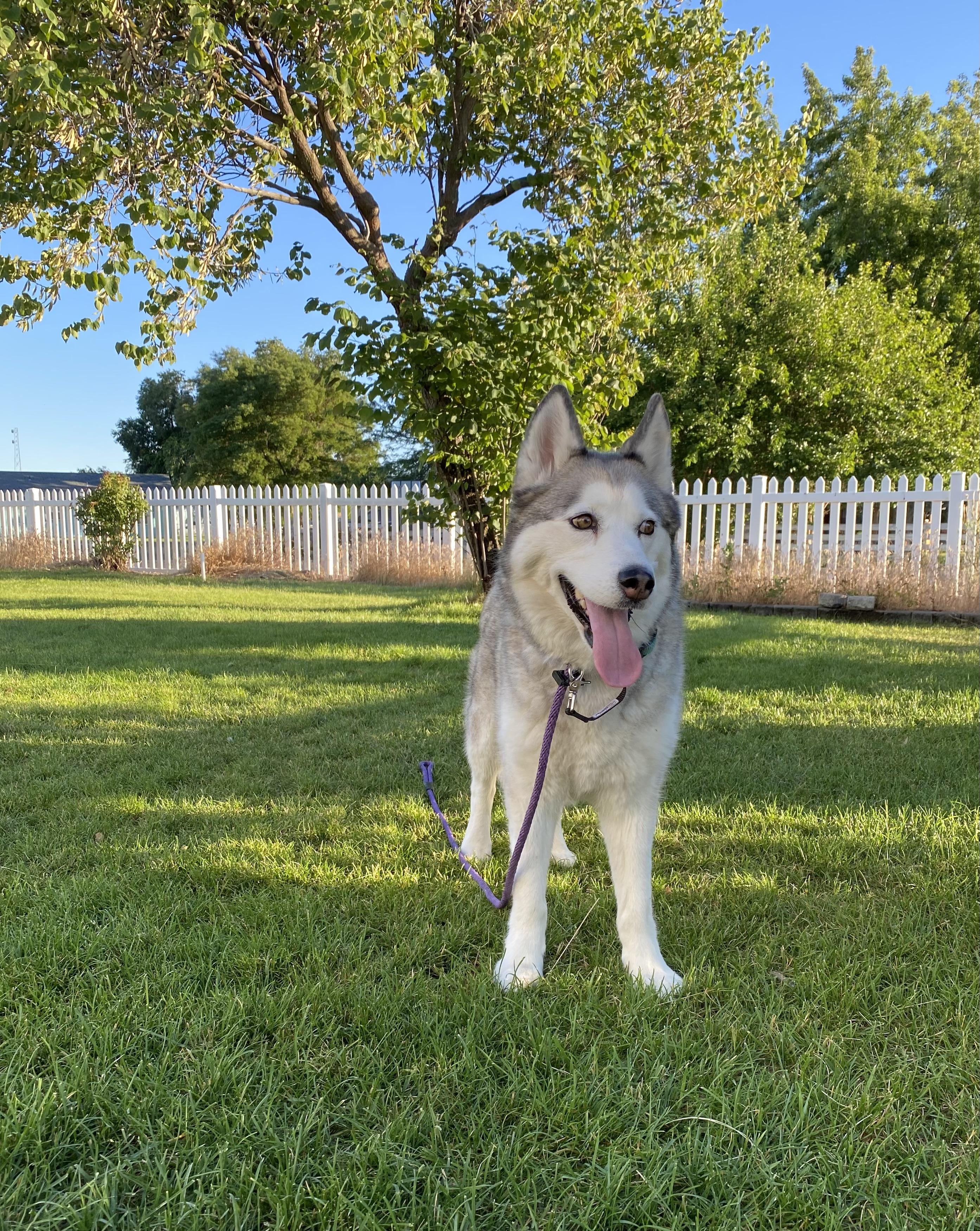 Enlarge Lulu, a ADOPTABLE Siberian Husky in Pasco, WA image 2/4