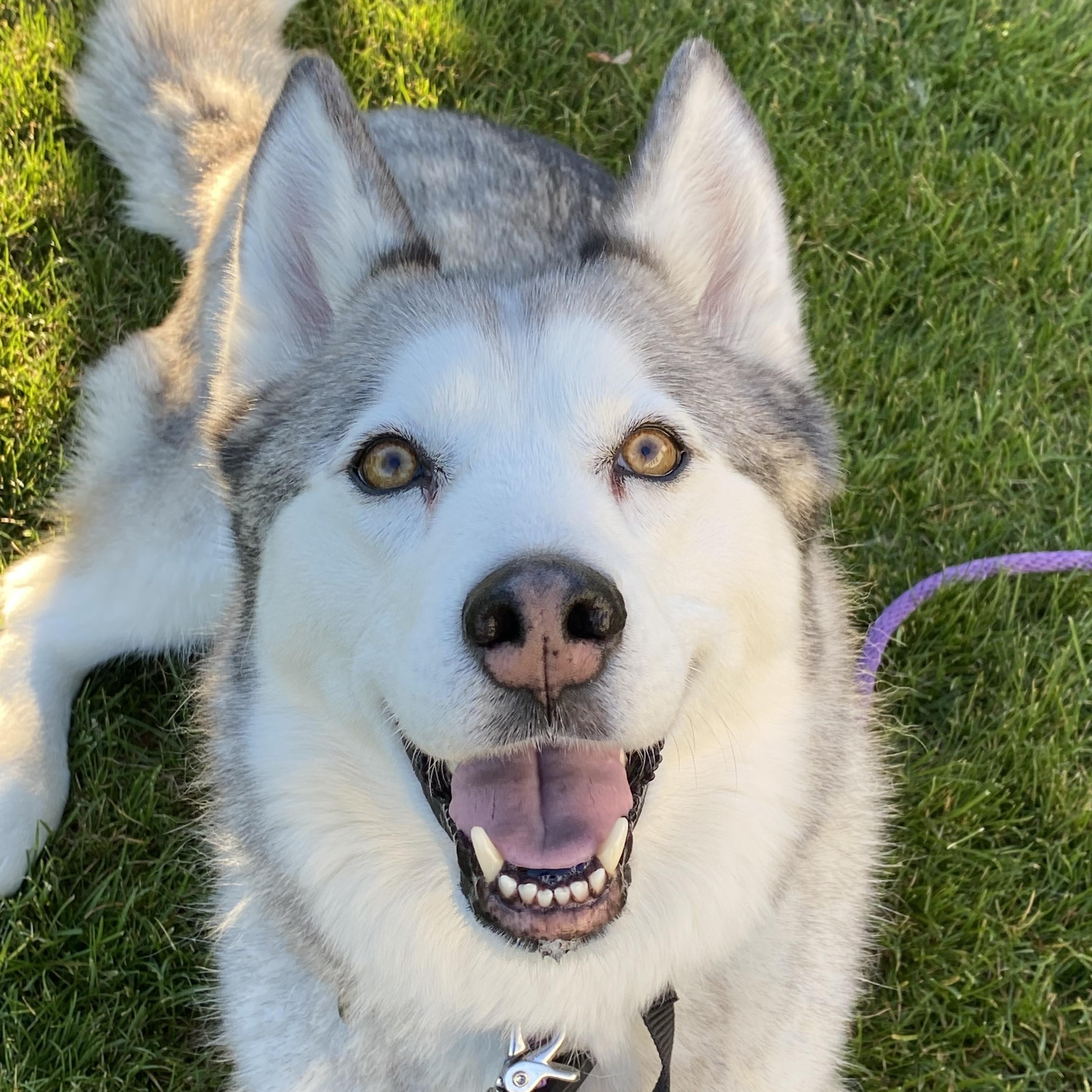 Enlarge Lulu, a ADOPTABLE Siberian Husky in Pasco, WA image 4/4