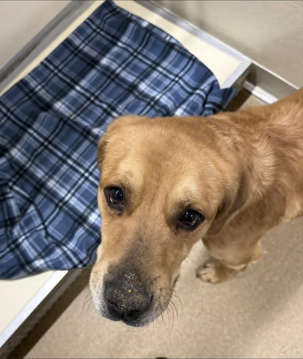 Benny, ADOPTABLE, Adult Male Labrador Retriever.