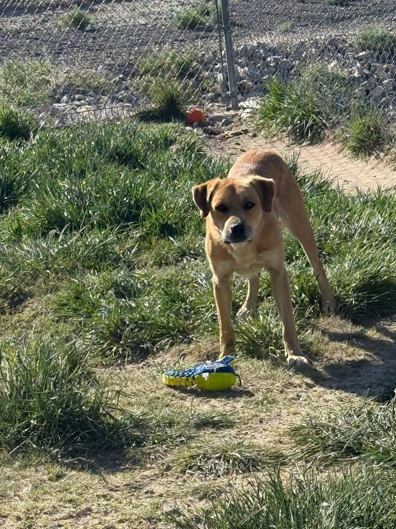 Benny, a ADOPTABLE mixed breed in Rawlins, WY image 3/3