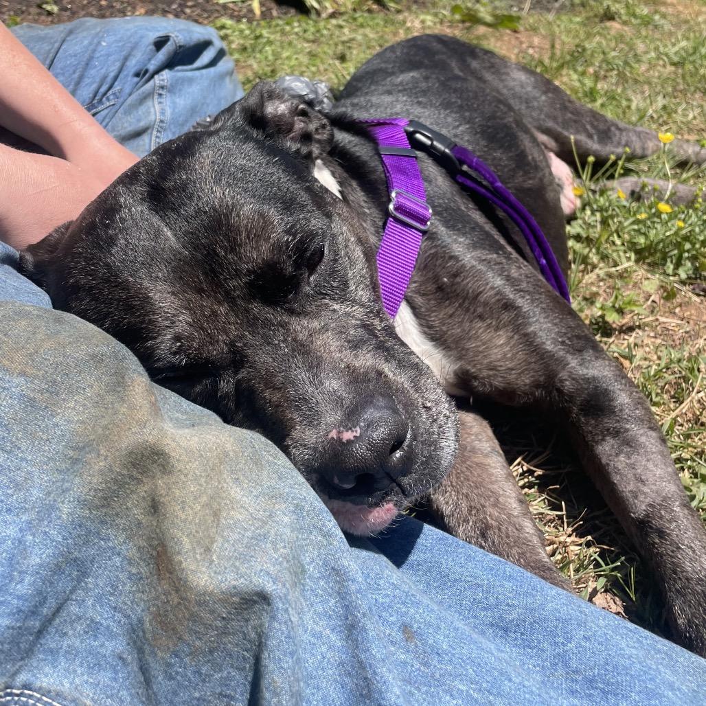 Scented Candle, Adoptable, Senior Male Mixed Breed.