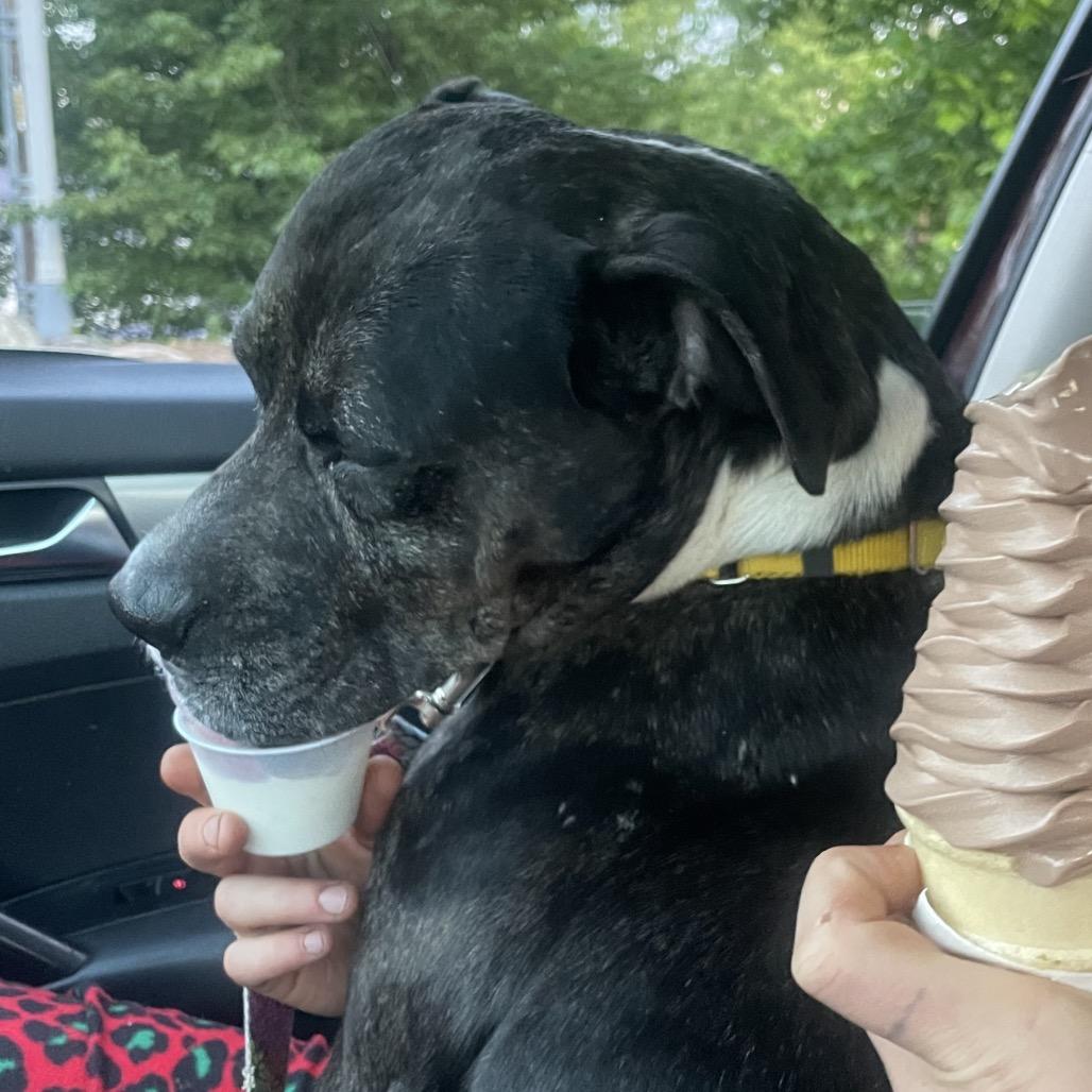 Scented Candle, a Adoptable Mixed Breed in Asheville, NC image 5/6
