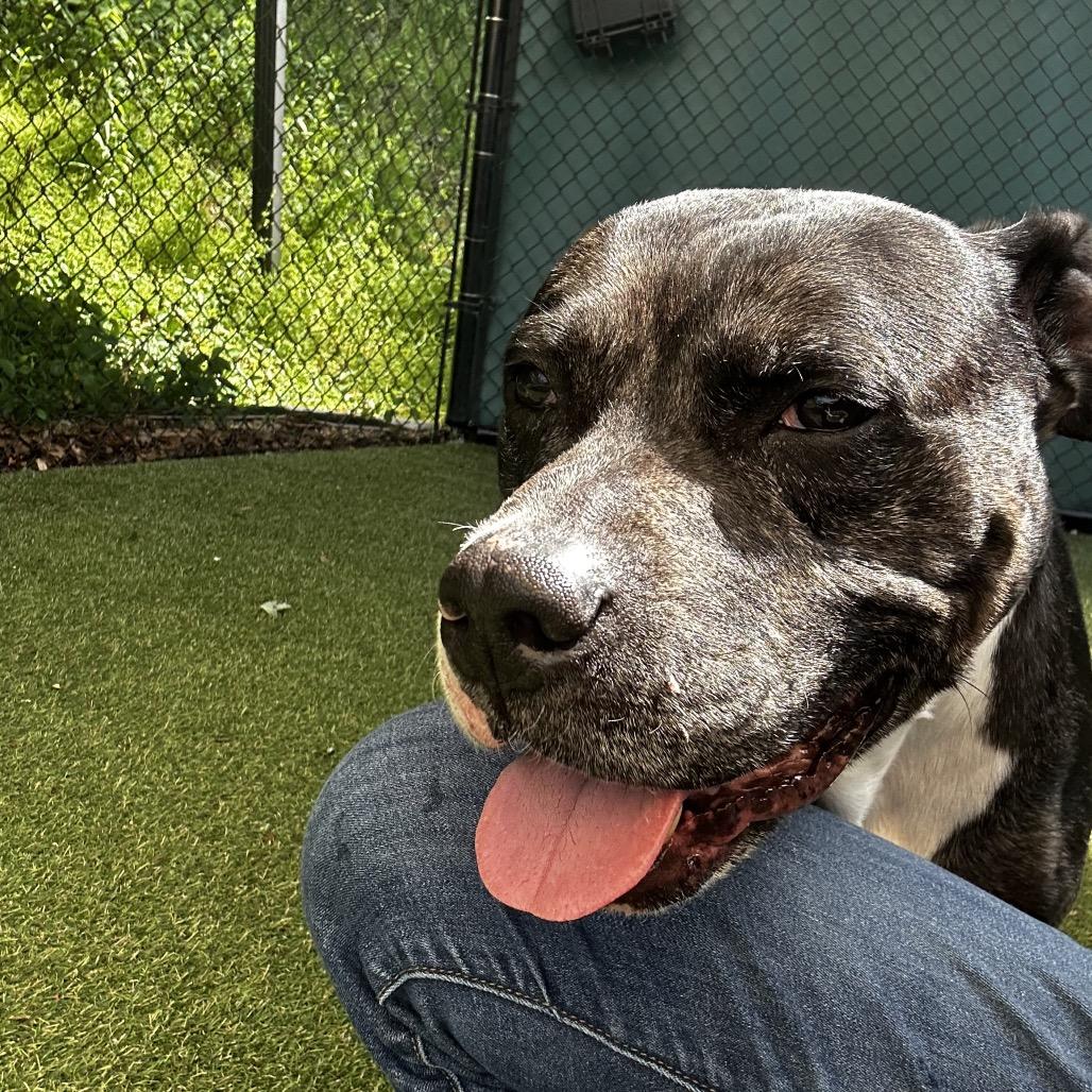 Scented Candle, a Adoptable Mixed Breed in Asheville, NC image 6/6