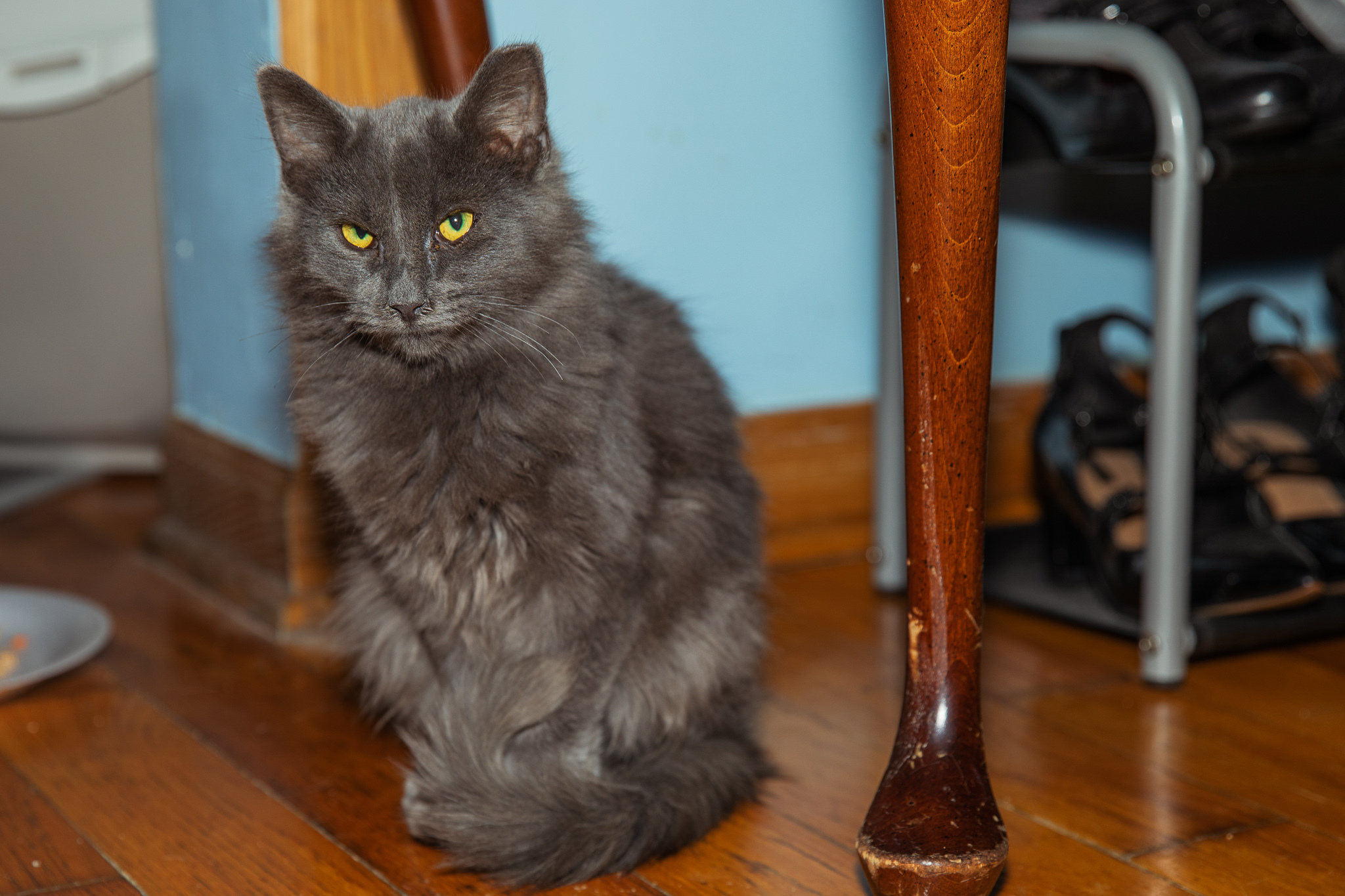 Enlarge Fox, a Adoptable Maine Coon in Chicago, IL image 1/4