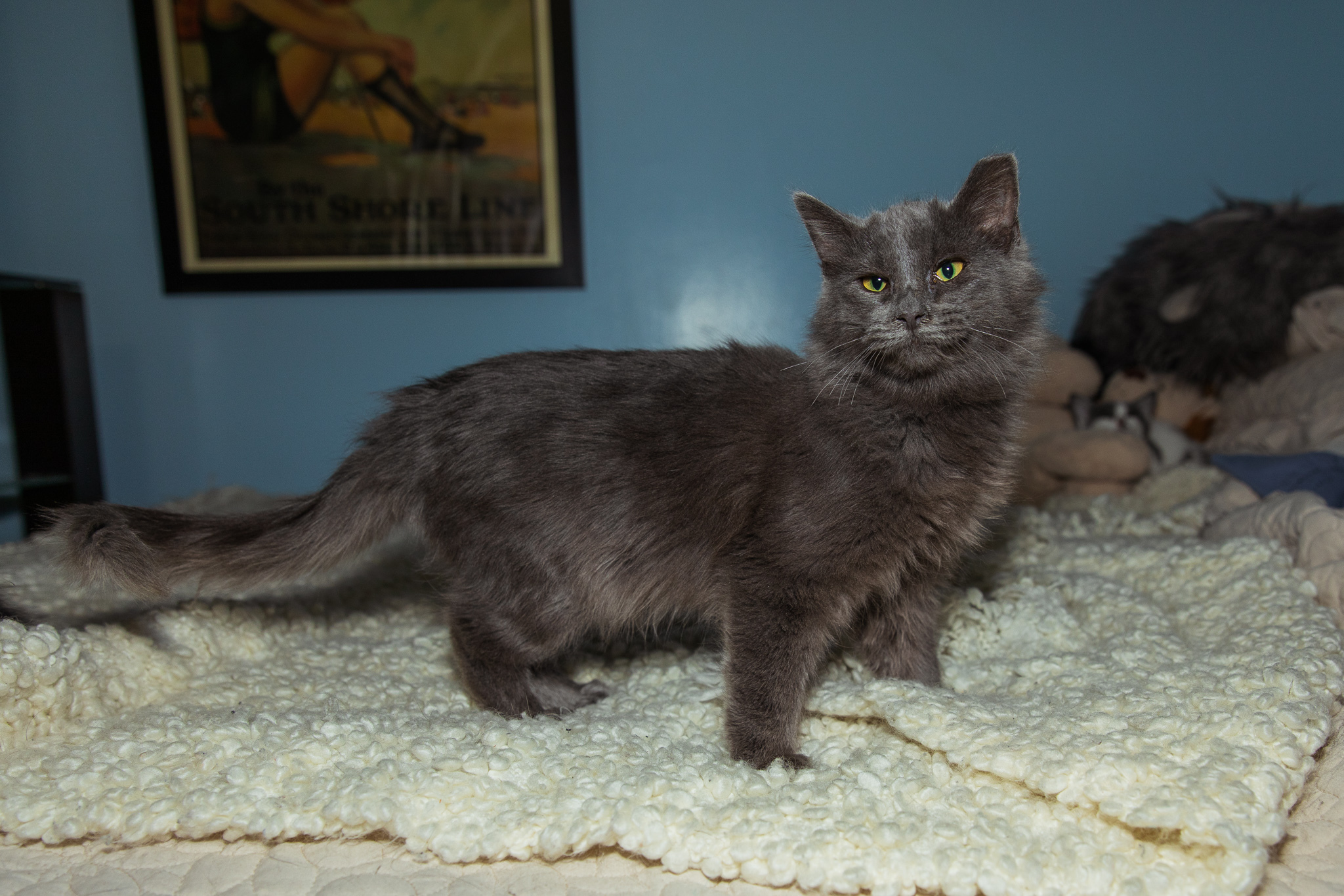 Fox, Adoptable, Young Male Maine Coon.