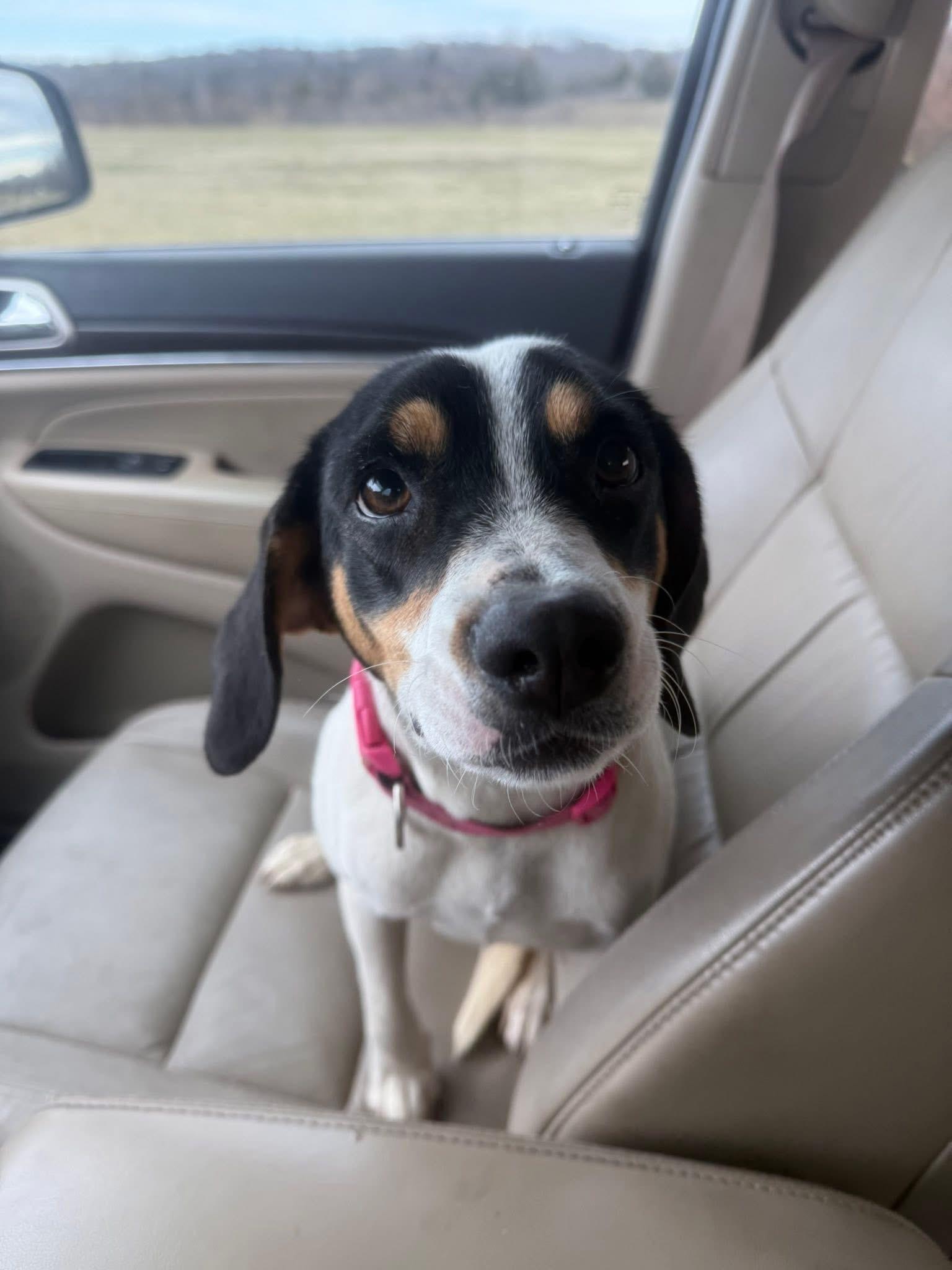 Missy, ADOPTABLE, Adult Female Beagle.