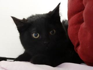 Enlarge Eliza, a ADOPTABLE mixed breed in Anaconda, MT image 3/3