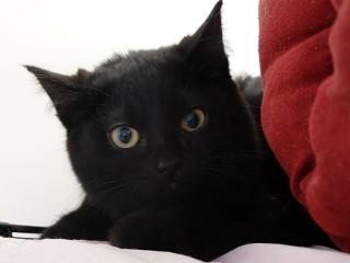 Enlarge Eliza, a ADOPTABLE mixed breed in Anaconda, MT image 2/3