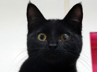 Enlarge Eliza, a ADOPTABLE mixed breed in Anaconda, MT image 1/6