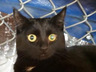 Eliza, a ADOPTABLE mixed breed in Anaconda, MT image 5/5