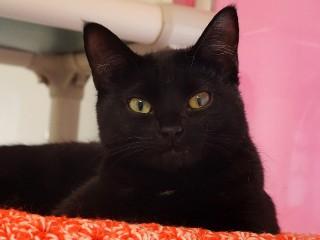 Eliza, ADOPTABLE, Young Female Domestic Short Hair.