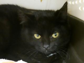 Eliza, ADOPTABLE, Young Female Domestic Short Hair.