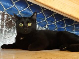 Eliza, a ADOPTABLE mixed breed in Anaconda, MT image 4/5