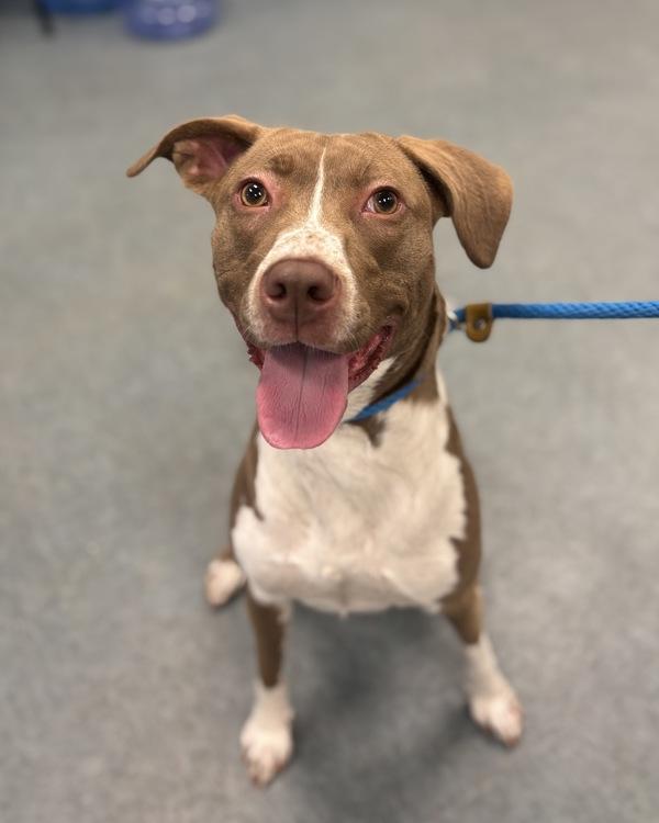 Sun Kissed, Adoptable, Young Female Pit Bull Terrier.