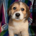 Salem WAS Dandelion, an adoptable Golden Retriever, Great Pyrenees in Portsmouth, OH, 45662 | Photo Image 3