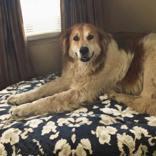 Salem WAS Dandelion, an adoptable Golden Retriever, Great Pyrenees in Portsmouth, OH, 45662 | Photo Image 1