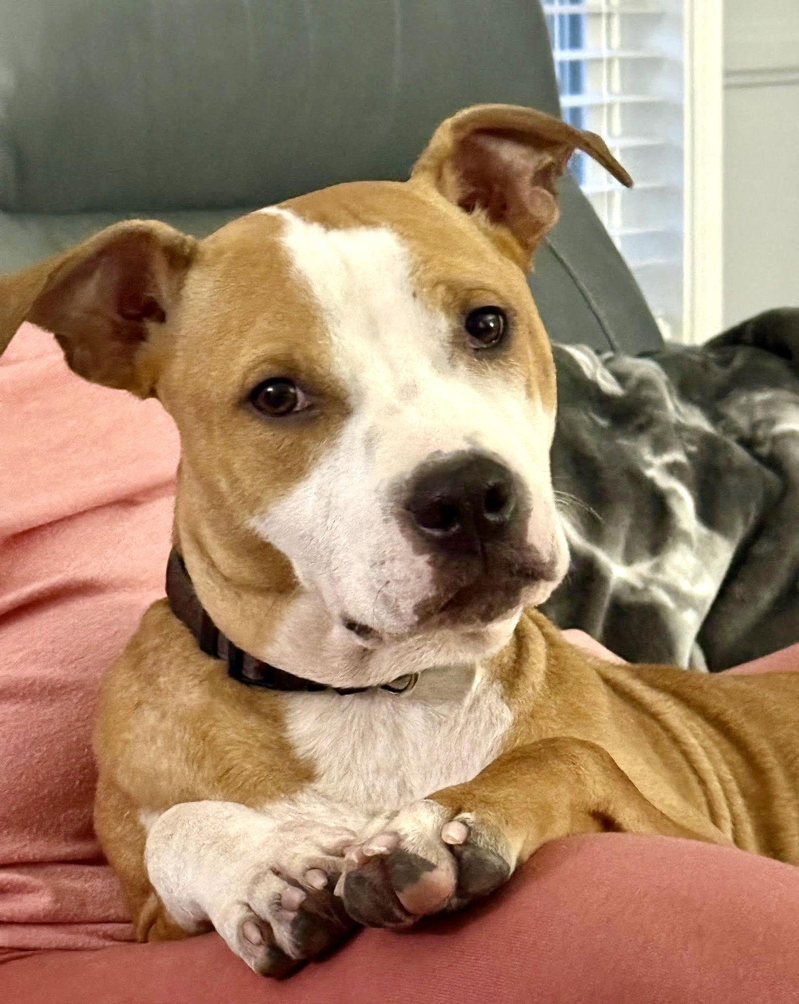 Dash, Adoptable, Young Male Pit Bull Terrier.