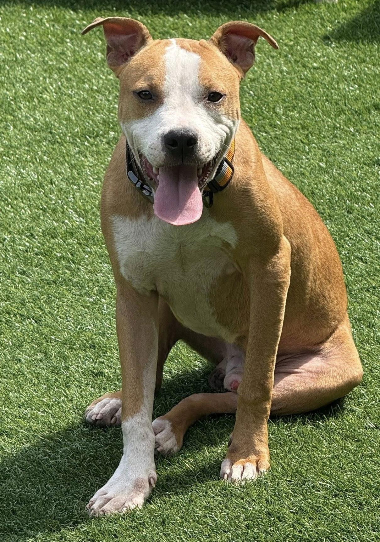 Enlarge Dash, a Adoptable Pit Bull Terrier in Charlotte, NC image 2/3