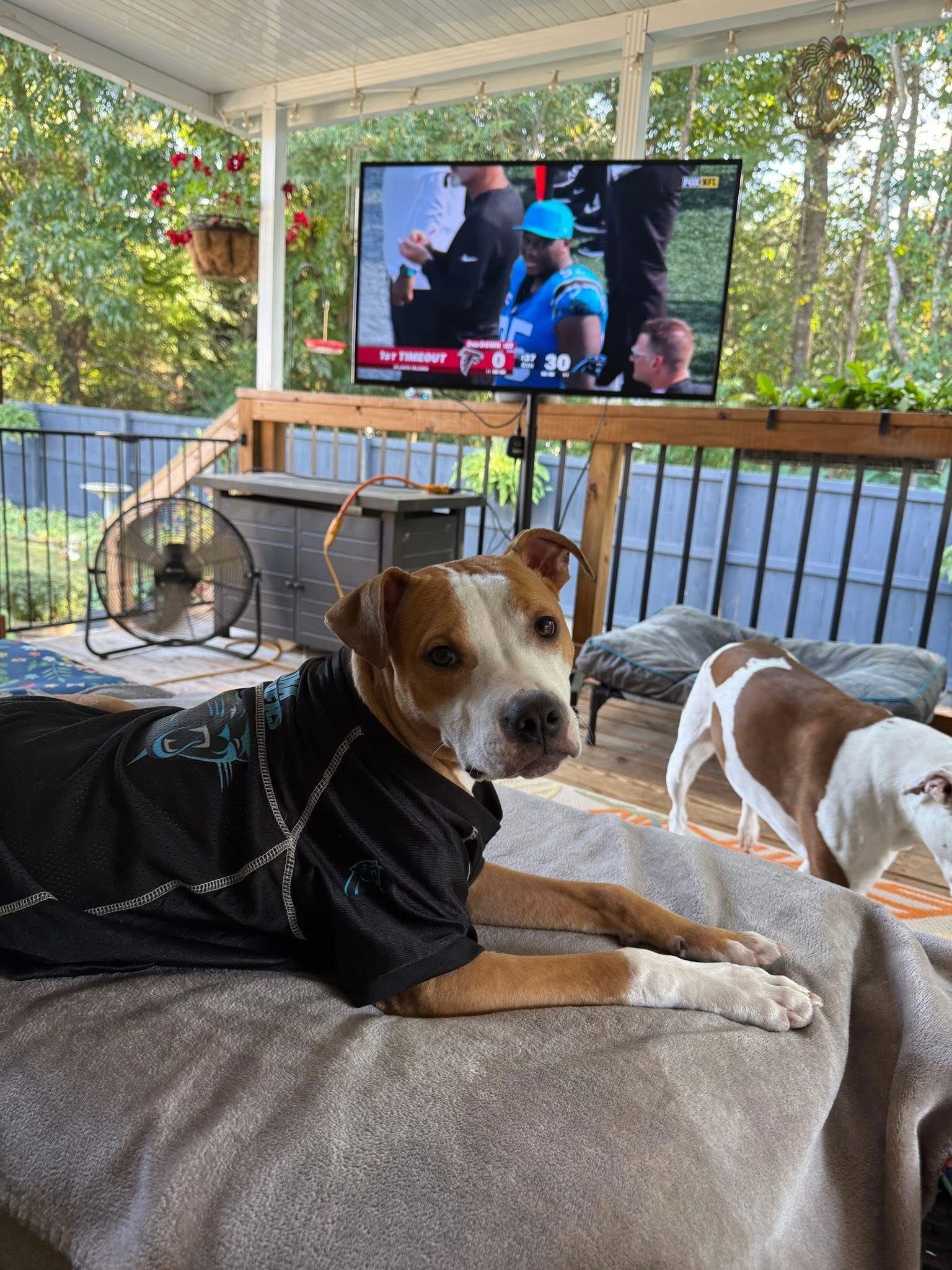 Enlarge Dash, a Adoptable Pit Bull Terrier in Charlotte, NC image 3/3