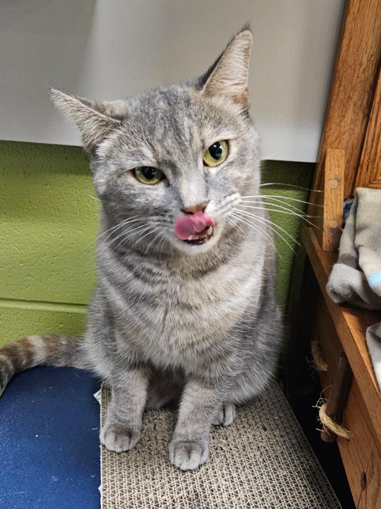 Sidney (Maple Swamp), Adoptable, Young Female Domestic Short Hair.