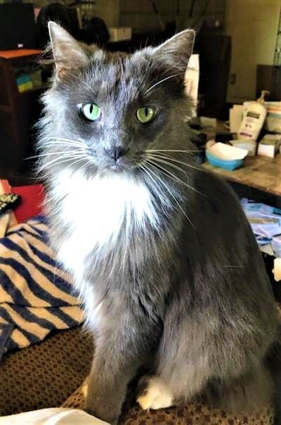 Enlarge WENDY (js), a Adoptable Domestic Long Hair in Woodland Hills, CA image 1/4