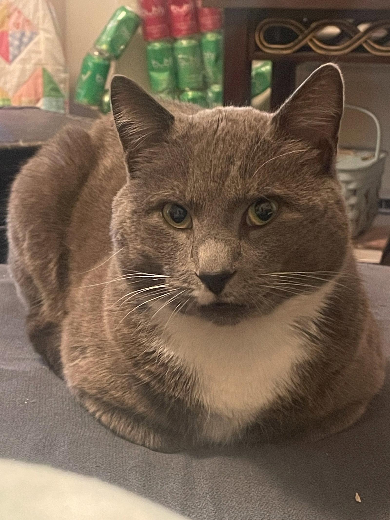 Minnow, a Adoptable Domestic Short Hair in Somerville, MA image 1/3