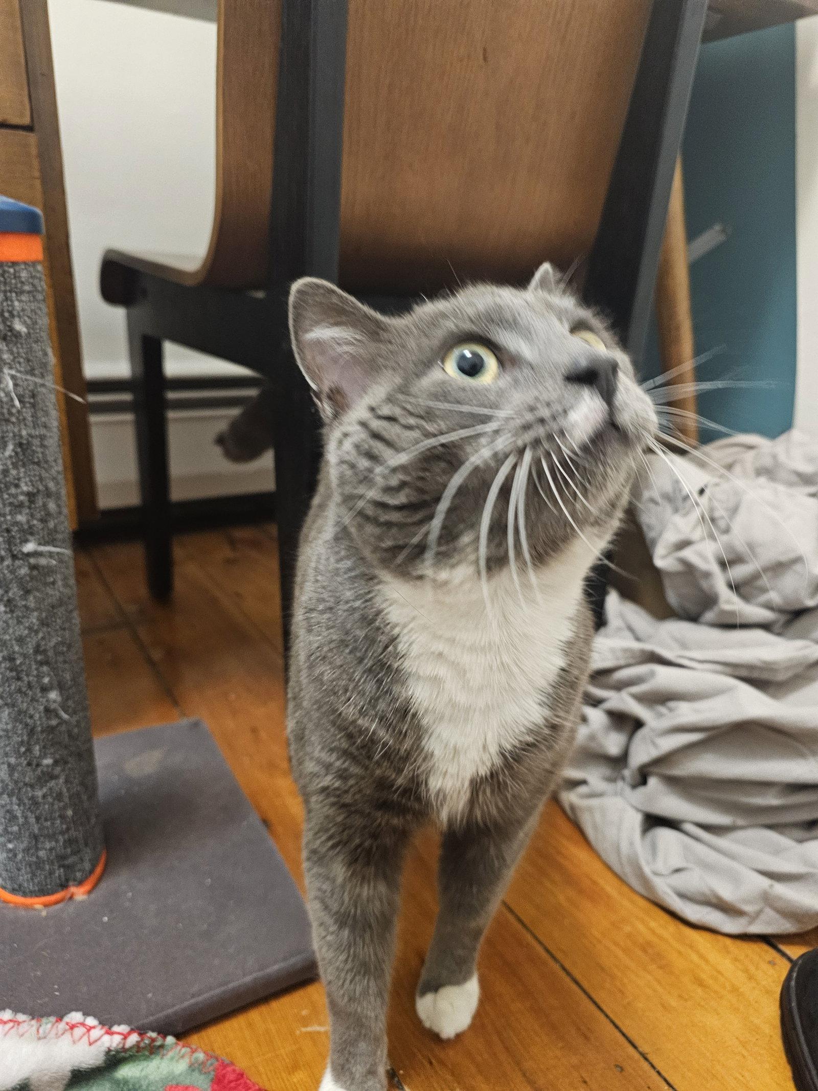 Minnow, a Adoptable Domestic Short Hair in Somerville, MA image 3/3