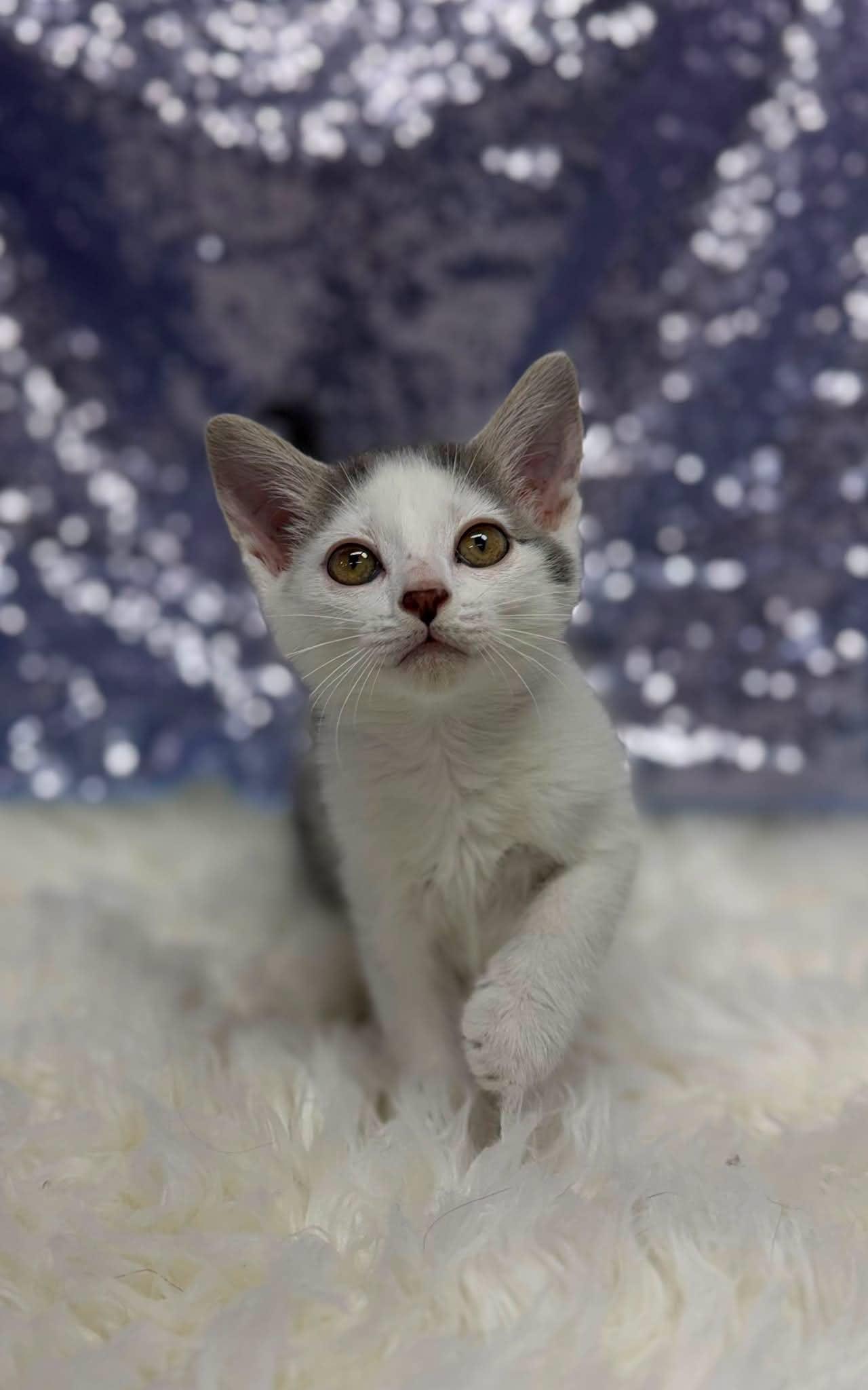 Shawn, Adoptable, Young Male Domestic Short Hair.
