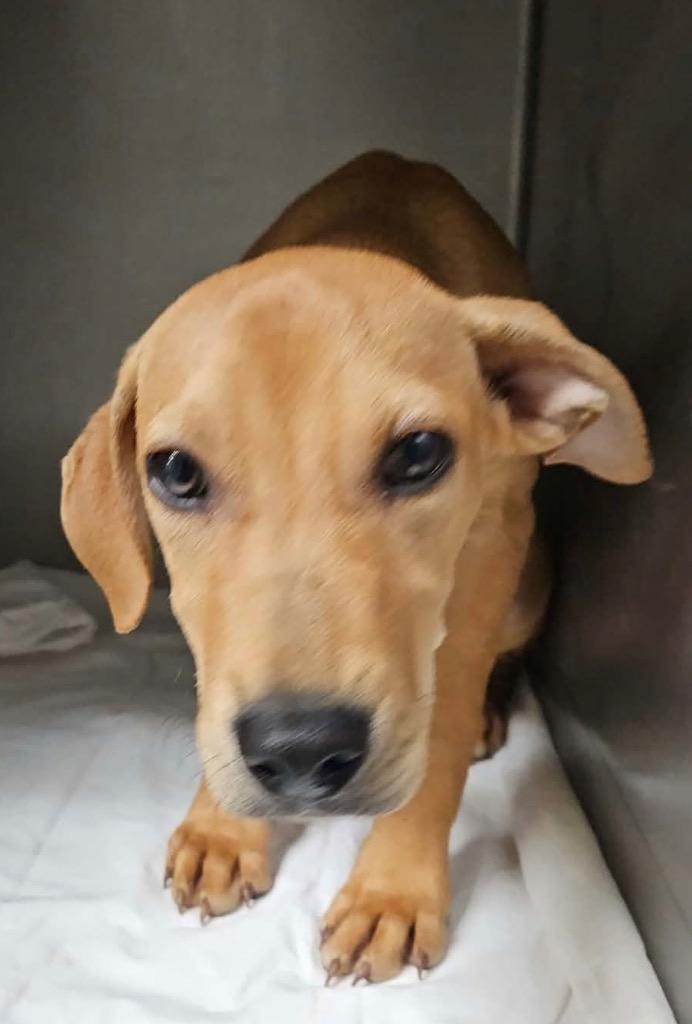 Buddy, Adoptable, Puppy Male Redbone Coonhound & Mountain Cur.