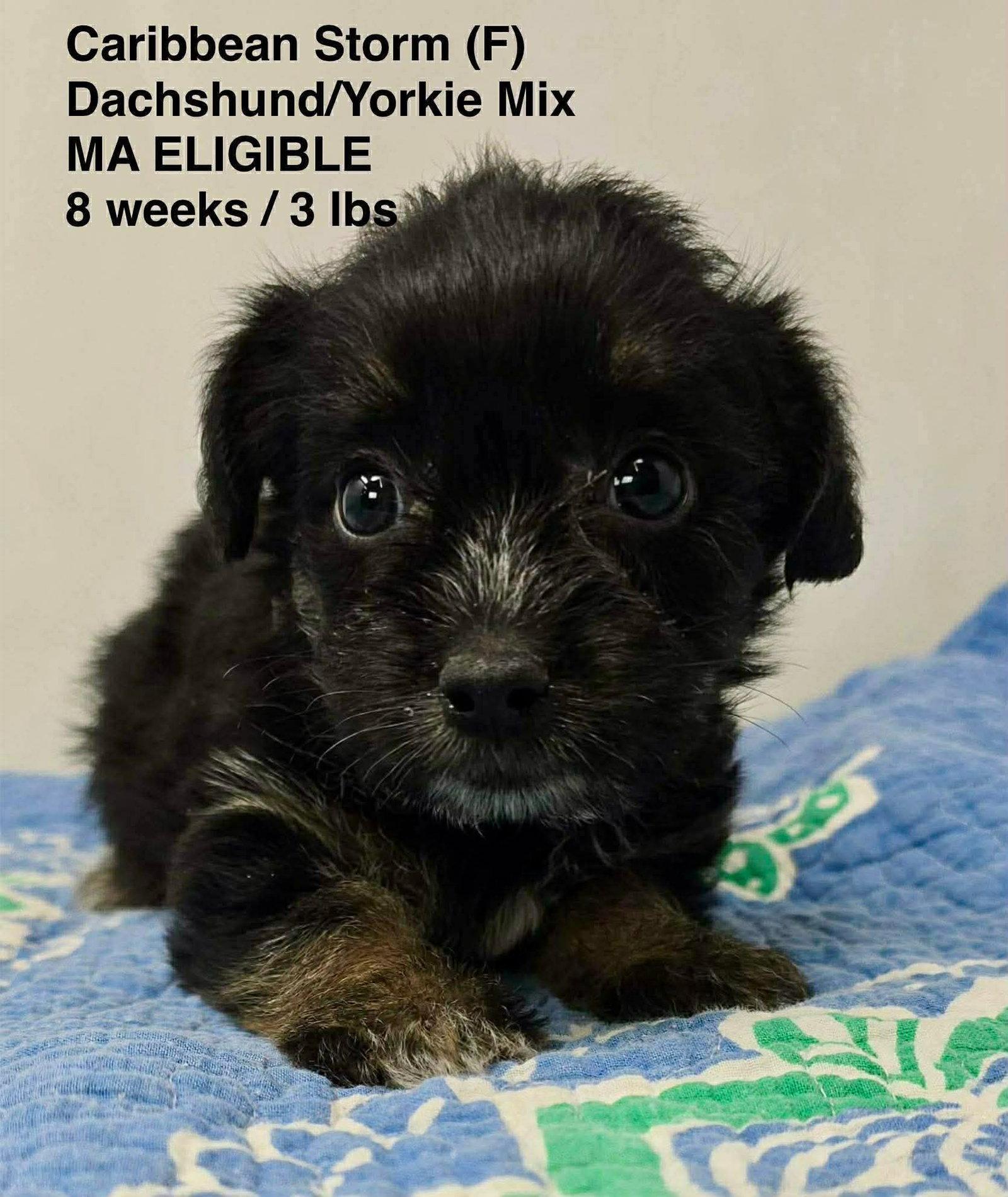 CARRIBEAN STORM, Adoptable, Young Female Dachshund & Yorkshire Terrier.
