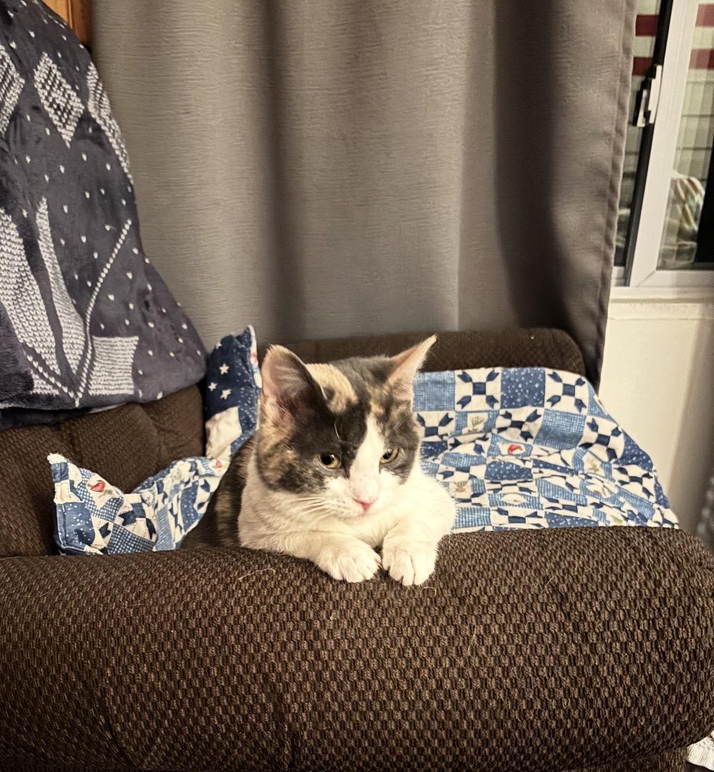 Baby, ADOPTABLE, Kitten Female Domestic Short Hair.