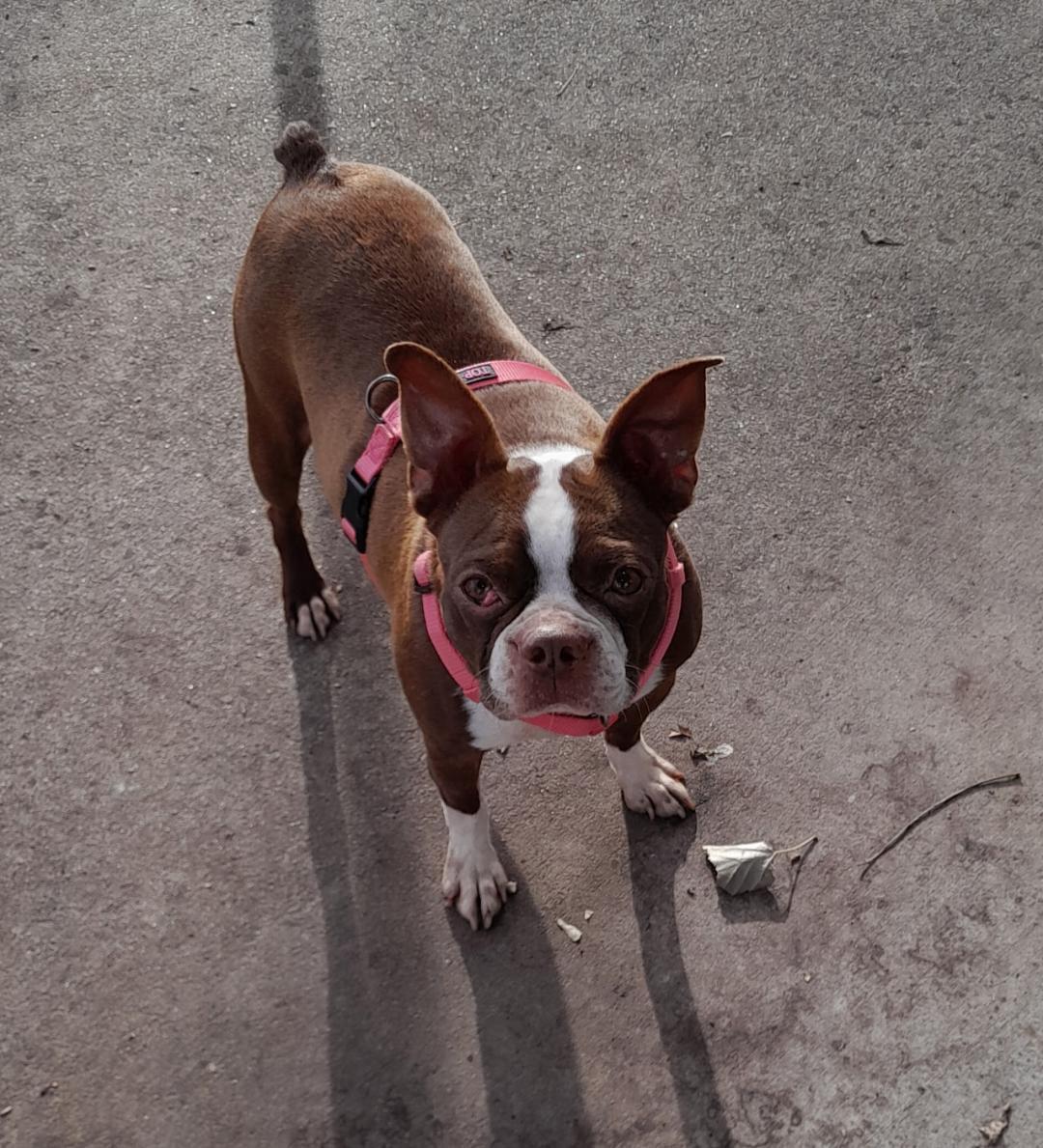 Sissy in KS, ADOPTABLE, Adult Female Boston Terrier.