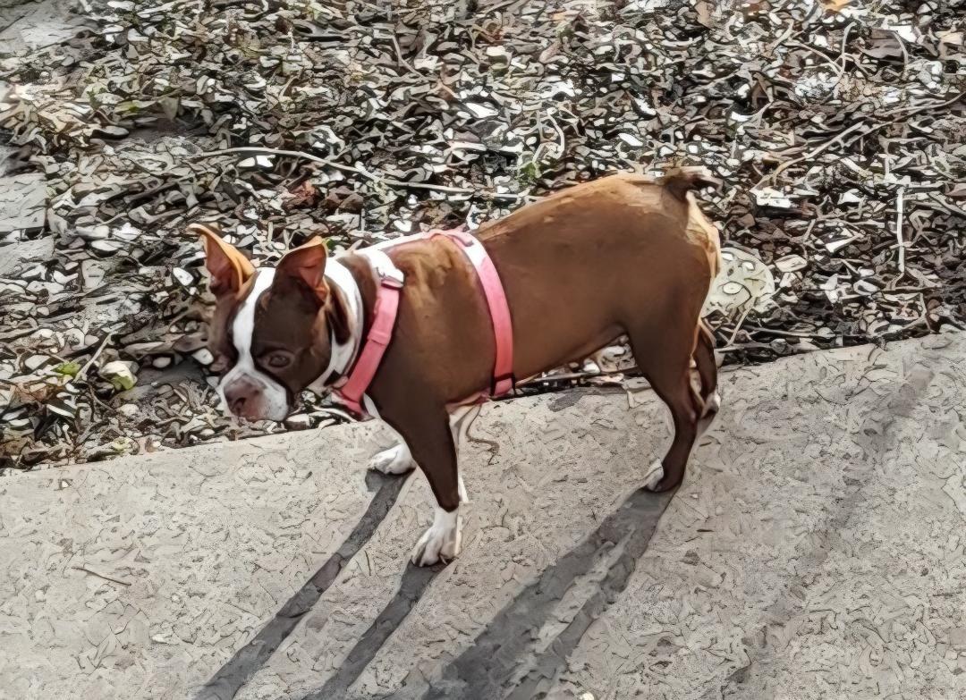 Enlarge Sissy in KS, a ADOPTABLE Boston Terrier in Wichita, KS image 2/5