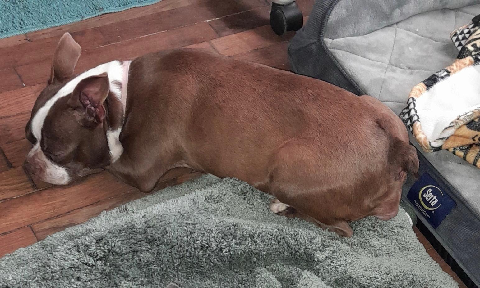 Enlarge Sissy in KS, a ADOPTABLE Boston Terrier in Wichita, KS image 3/5