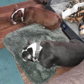 Enlarge Sissy in KS, a ADOPTABLE Boston Terrier in Wichita, KS image 4/5