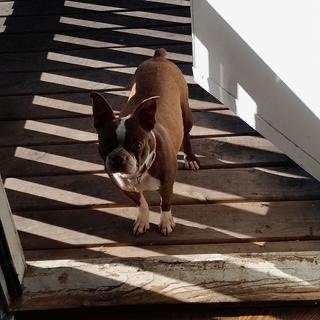 Enlarge Sissy in KS, a ADOPTABLE Boston Terrier in Wichita, KS image 5/5