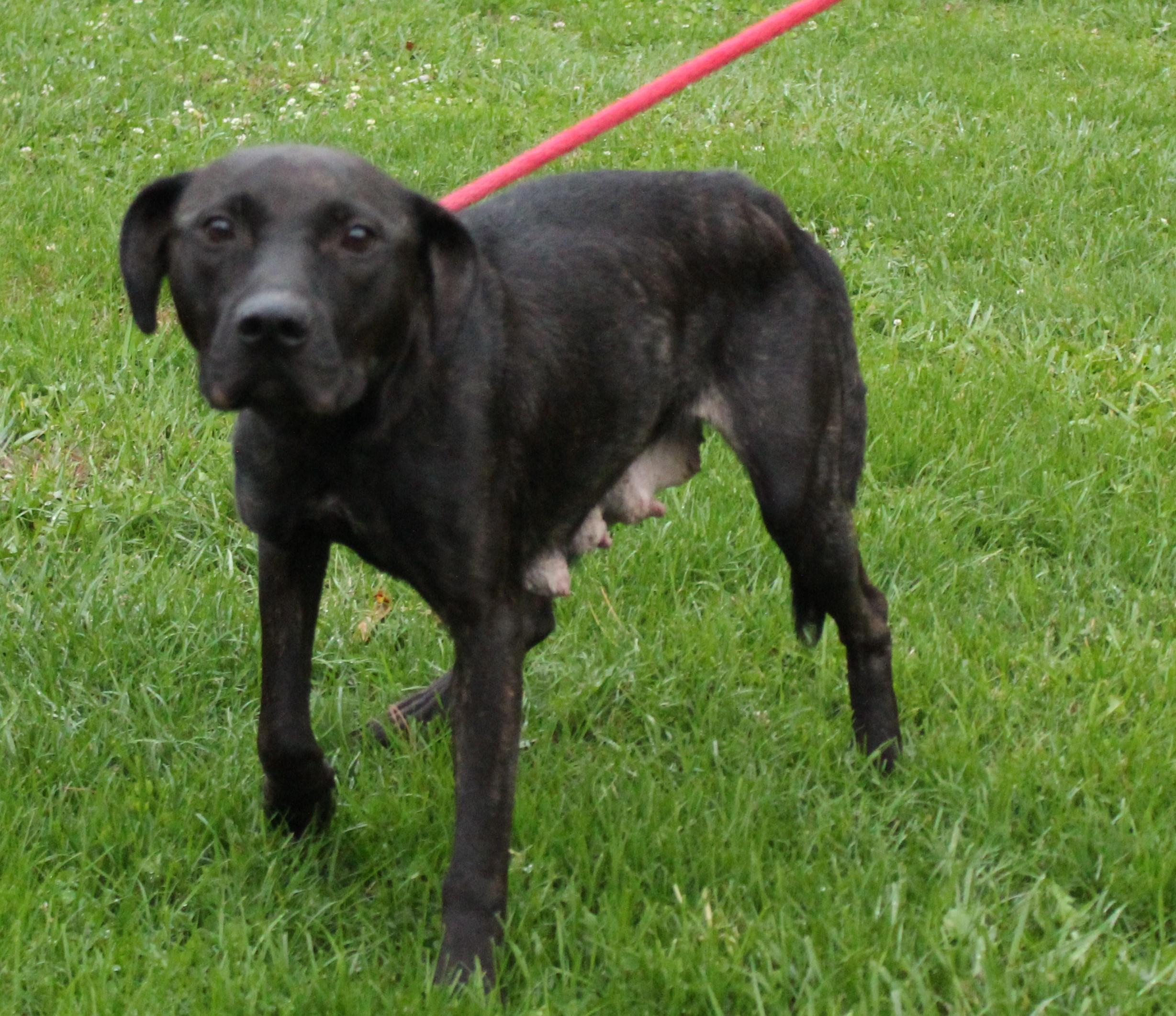 Enlarge Beatrice (9247), a ADOPTABLE mixed breed in Heath, OH image 2/3