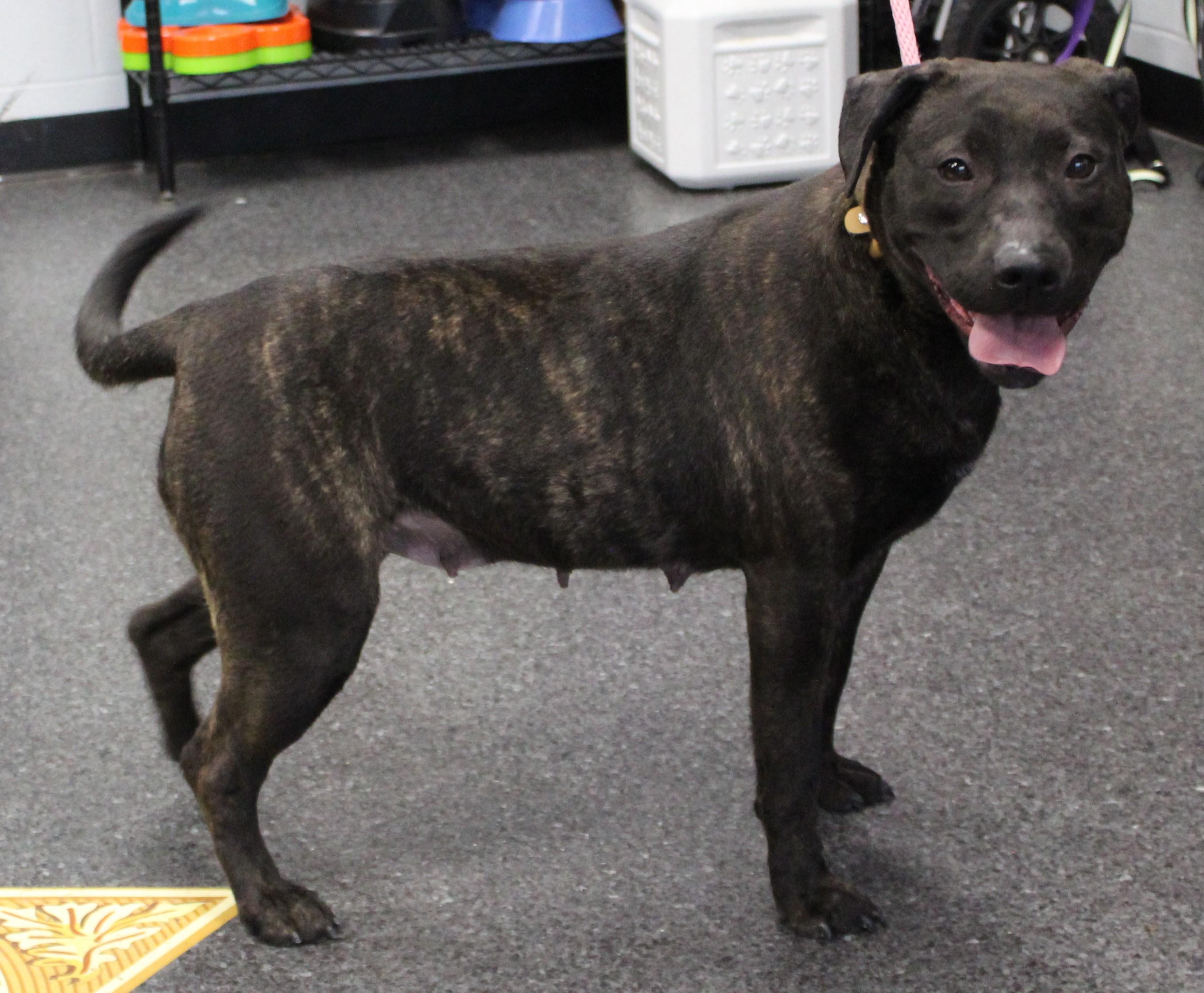Enlarge Beatrice (9247), a ADOPTABLE mixed breed in Heath, OH image 3/3