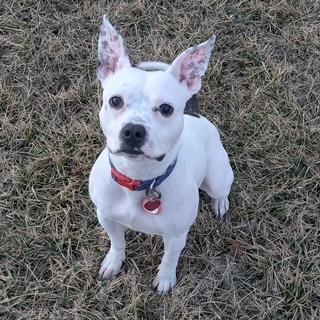Freckle, Adoptable, Adult Female Boxer & Pit Bull Terrier.