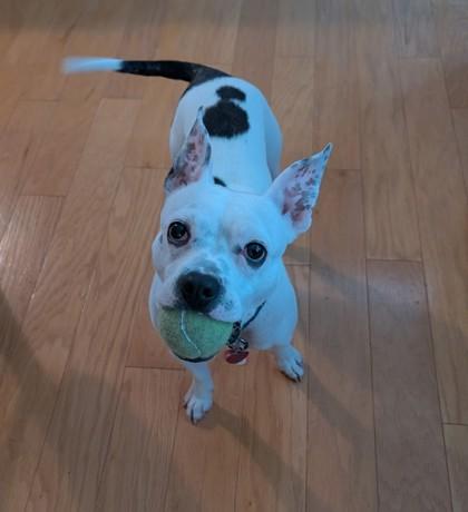Enlarge Freckle, a Adoptable mixed breed in Wichita, KS image 2/3