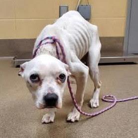 Enlarge Freckle, a Adoptable mixed breed in Wichita, KS image 3/3
