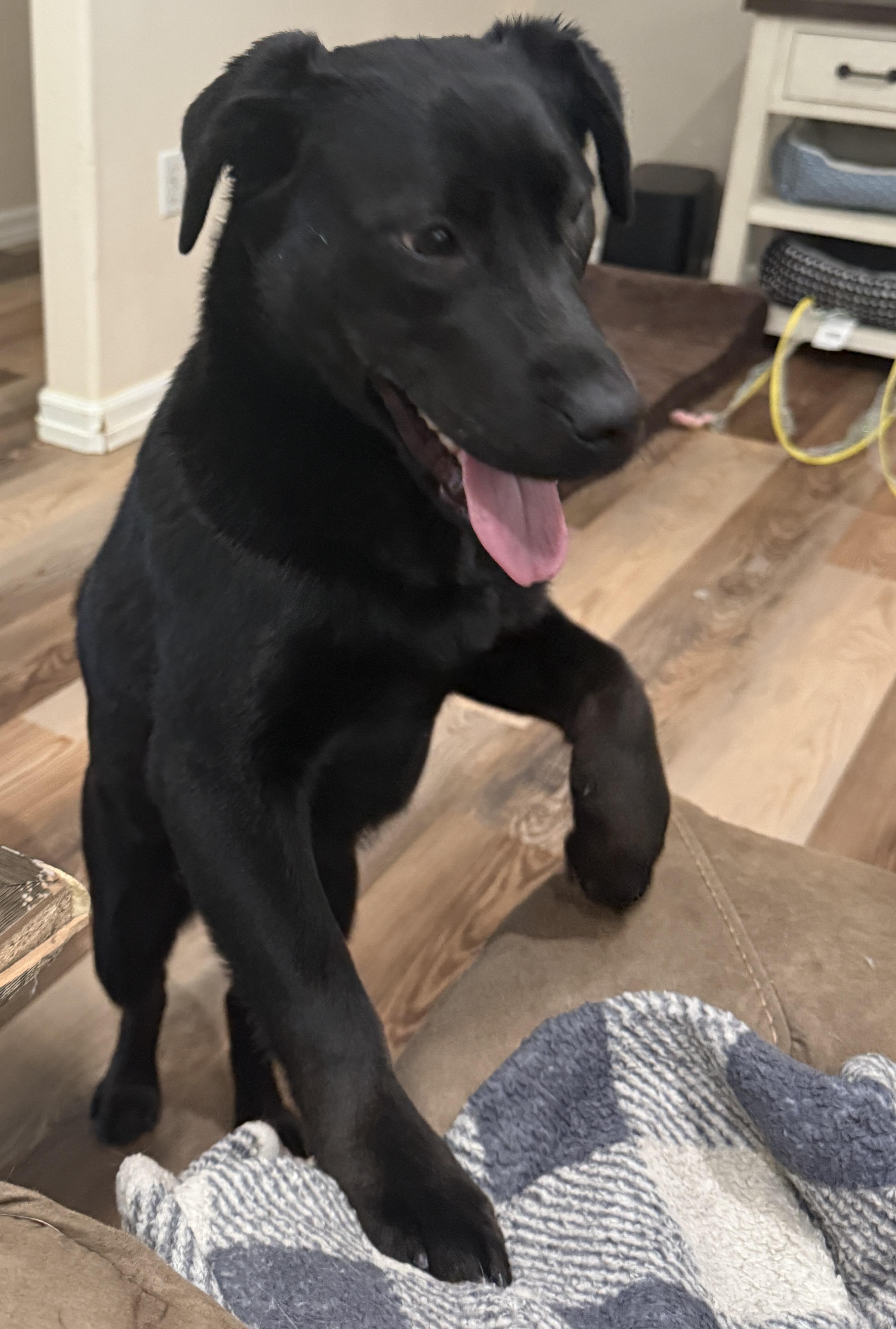 Scarlett, Adoptable, Young Female Husky.