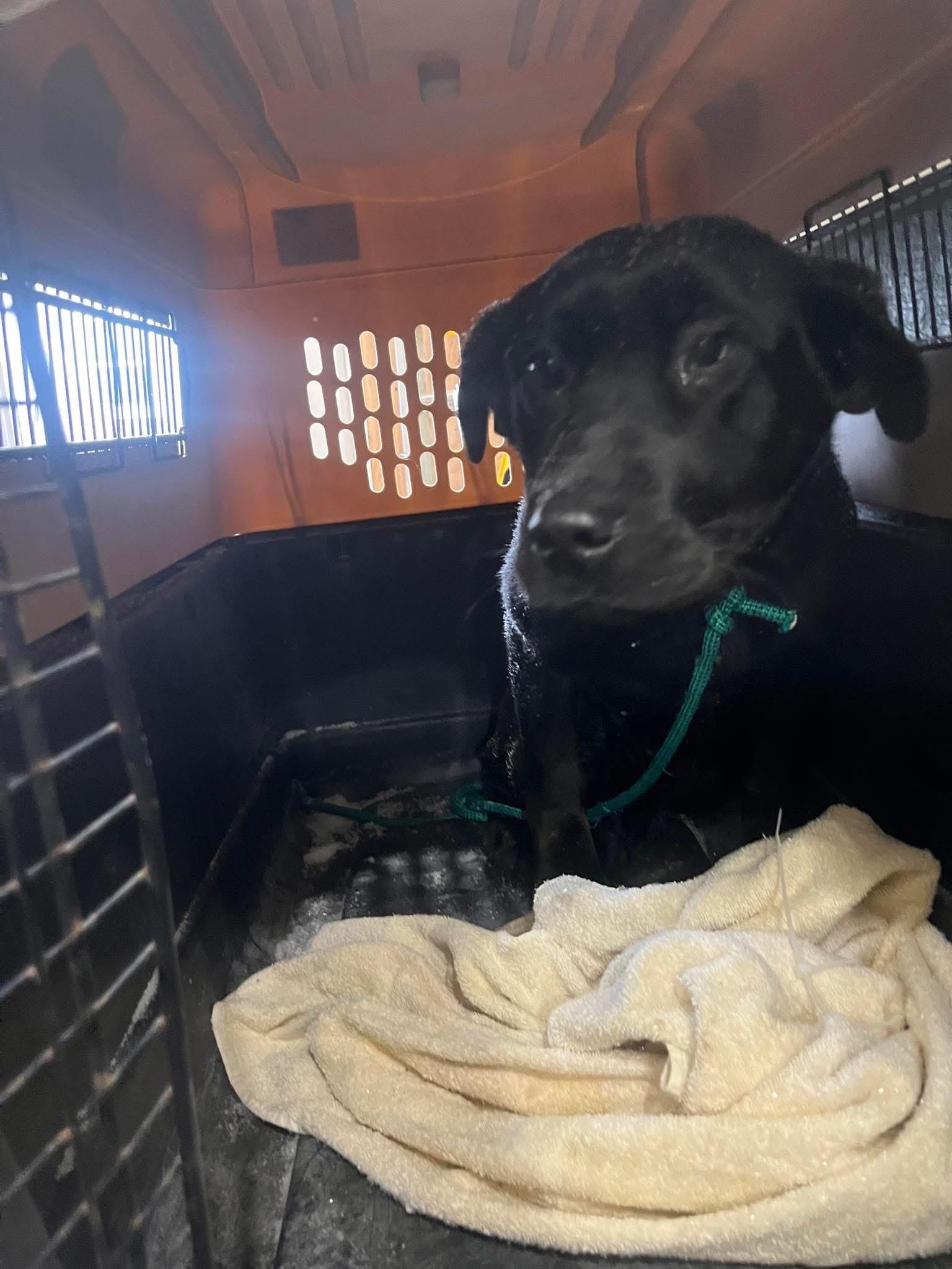 Enlarge Scarlett, a Adoptable mixed breed in Wasilla, AK image 2/3