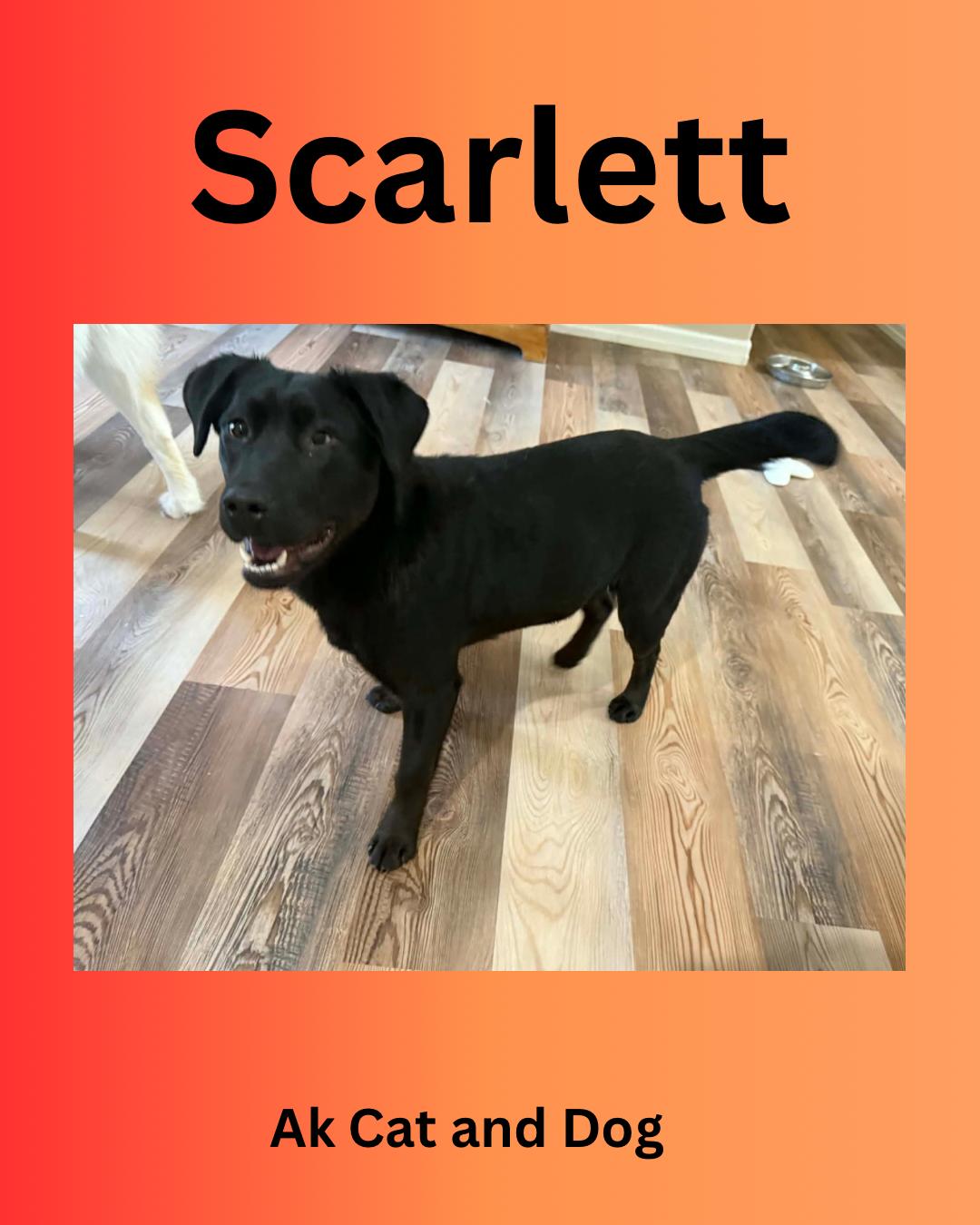 Enlarge Scarlett, a Adoptable mixed breed in Wasilla, AK image 3/3