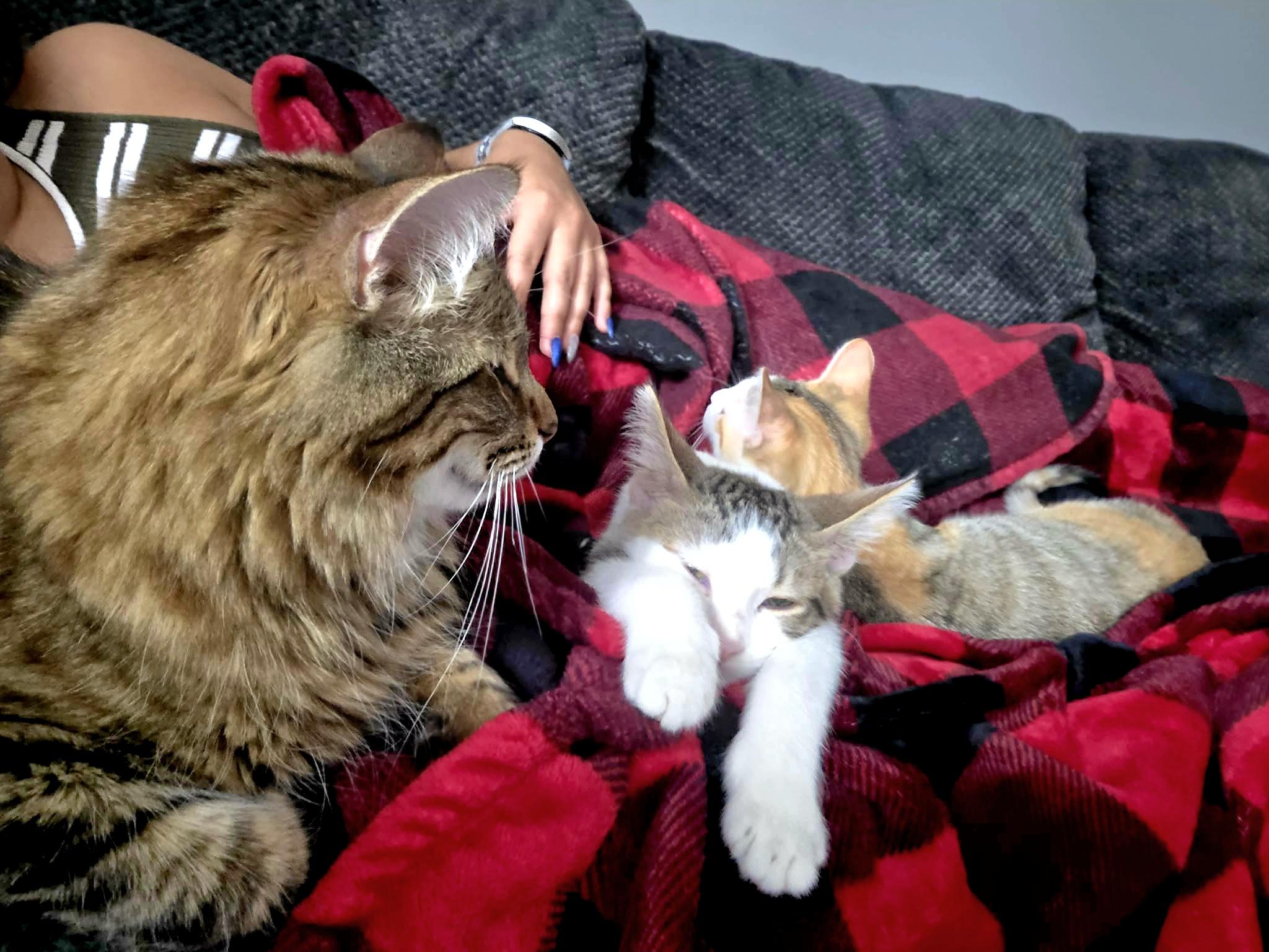 Enlarge Mimosa - sweet and affectionate, a Adoptable Domestic Short Hair in Racine, WI image 3/6